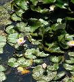 Roses in a trouble Lake